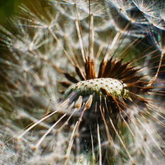 First attempt at macro photography, using extension tubes...