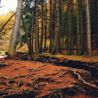 Langsett Reservoir's Woodland